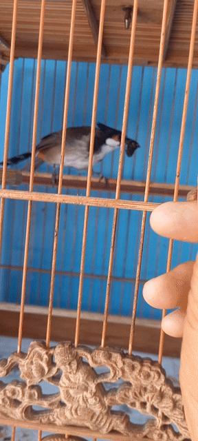 Chim chào mào đực yếm khít mào lân. Mua bán Chim tại Thành phố Sóc Trăng Sóc Trăng được đăng bởi Thuần hình 1