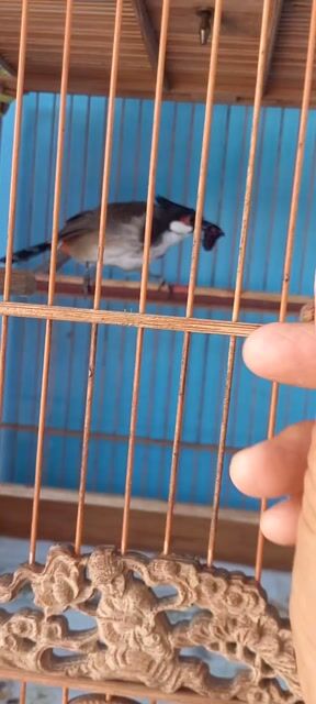 Chim chào mào đực yếm khít mào lân. Mua bán Chim tại Thành phố Sóc Trăng Sóc Trăng được đăng bởi Thuần hình 1