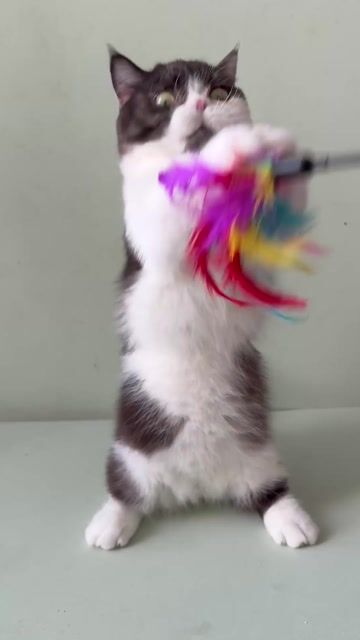 Mèo Munchkin đực 9 tháng đã tiêm. Mua bán Mèo tại Quận 8 Tp Hồ Chí Minh được đăng bởi Lazycat Room hình 1