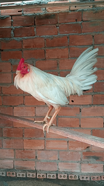 Gà chọi trắng 1.5kg. Mua bán Gà tại Huyện Bến Lức Long An được đăng bởi Hoàng  hình 1