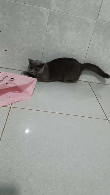 Mèo ALN cái Xám. Mua bán Mèo tại Huyện Hóc Môn Tp Hồ Chí Minh được đăng bởi Boss nhà Sam hình 1