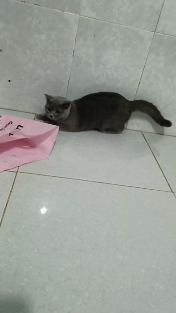 Mèo ALN cái Xám. Mua bán Mèo tại Huyện Hóc Môn Tp Hồ Chí Minh được đăng bởi Boss nhà Sam hình 1