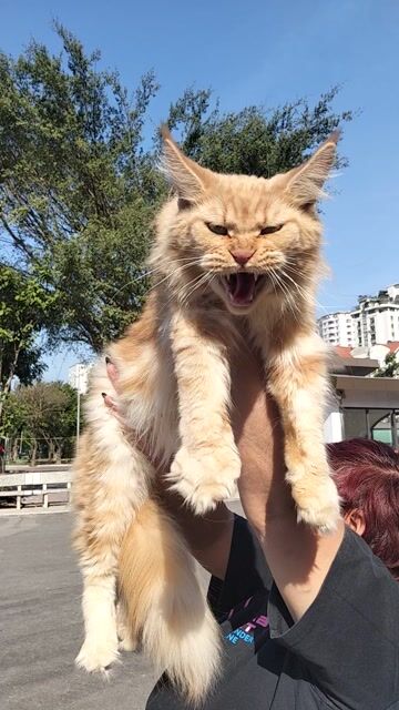 Mèo maine coon cái bố mẹ nhập nhập nga. Mua bán Mèo tại Quận Cầu Giấy Hà Nội được đăng bởi Anh chung hình 1