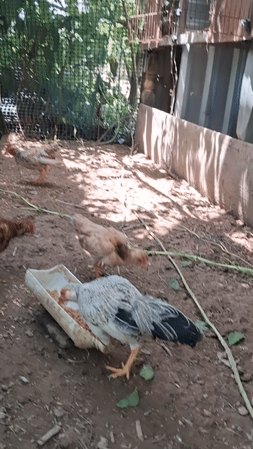 Gà tơ trống mái. Mua bán Gà tại Quận Ô Môn Cần Thơ được đăng bởi Vison Maithao hình 1