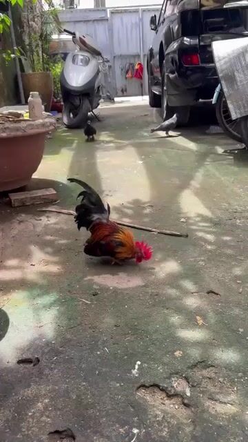 Gà trống tre bắc tít hơn 8 tháng. Mua bán Gà tại Quận Bắc Từ Liêm Hà Nội được đăng bởi Lưu anh Nam  hình 1