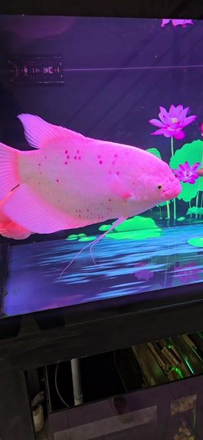 Cá Phát Tài Hồng Phong thủy. Mua bán Thú cưng khác tại Quận Bình Tân Tp Hồ Chí Minh được đăng bởi Nguyễn Minh Review Nhà Chính Chủ hình 1