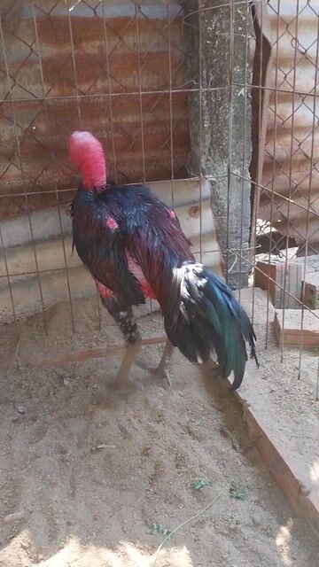 tía mật. Mua bán Gà tại Thị xã Điện Bàn Quảng Nam được đăng bởi Vô Cùng hình 1