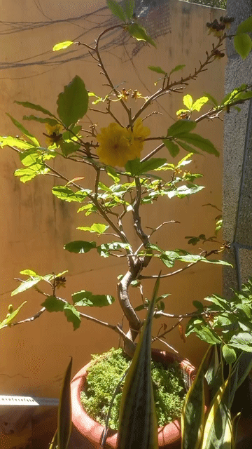 Cây cảnh chậu sứ. Mua bán Cây cảnh, đồ trang trí tại Thành phố Vũng Tàu Bà Rịa - Vũng Tàu được đăng bởi Nguyễn Văn Khiêm  hình 1
