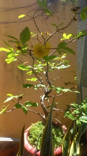 Cây cảnh chậu sứ. Mua bán Cây cảnh, đồ trang trí tại Thành phố Vũng Tàu Bà Rịa - Vũng Tàu được đăng bởi Nguyễn Văn Khiêm  hình 1