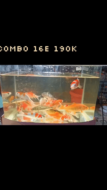 Cá Koi mini Đa sắc 16 con. Mua bán Thú cưng khác tại Quận Liên Chiểu Đà Nẵng được đăng bởi Trương Ngân Hà hình 1
