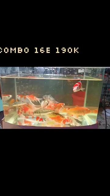 Cá Koi mini Đa sắc 16 con. Mua bán Thú cưng khác tại Quận Liên Chiểu Đà Nẵng được đăng bởi Trương Ngân Hà hình 1