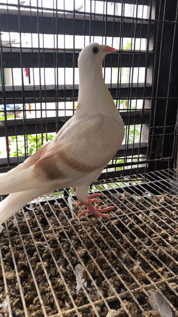 Chim bồ câu Thái màu Kem. Mua bán Chim tại Quận Tân Phú Tp Hồ Chí Minh được đăng bởi Huy vu hình 1