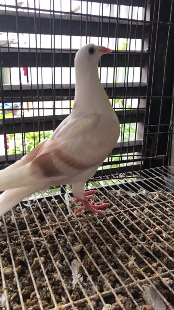 Chim bồ câu Thái màu Kem. Mua bán Chim tại Quận Tân Phú Tp Hồ Chí Minh được đăng bởi Huy vu hình 1