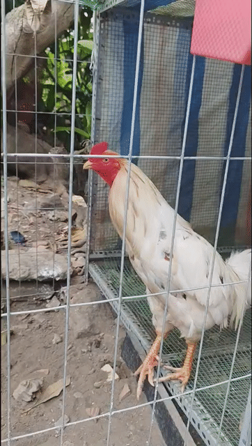 Gà giống nhỏ trống 2 tháng thay lông. Mua bán Gà tại Thành phố Dĩ An Bình Dương được đăng bởi Trần mọng cầm  hình 1