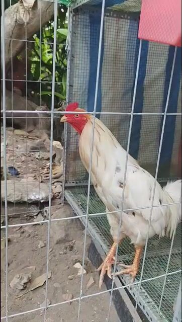 Gà giống nhỏ trống 2 tháng thay lông. Mua bán Gà tại Thành phố Dĩ An Bình Dương được đăng bởi Trần mọng cầm  hình 1