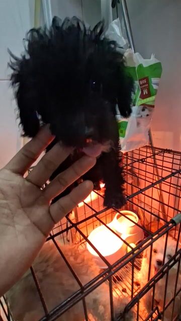 Chó Poodle Đen Đực. Mua bán Chó tại Thành phố Thủ Đức Tp Hồ Chí Minh được đăng bởi Anh Tuấn Lý hình 1