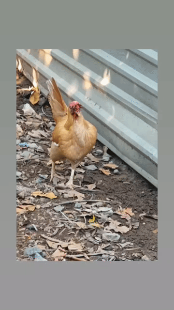 Gà mái Mỹ Khét F1 2k5. Mua bán Gà tại Thành phố Ngã Bảy Hậu Giang được đăng bởi Kỳ Farm hình 1