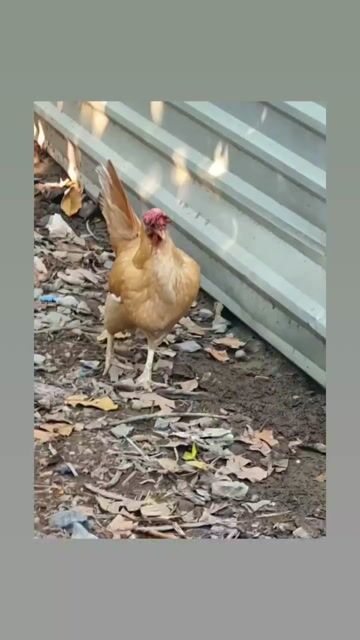 Gà mái Mỹ Khét F1 2k5. Mua bán Gà tại Thành phố Ngã Bảy Hậu Giang được đăng bởi Kỳ Farm hình 1
