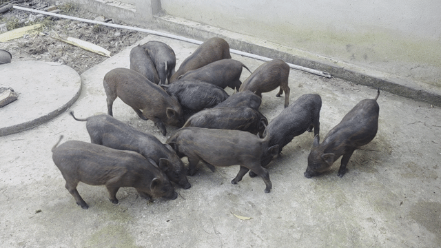 Heo rừng lai Củ Chi 5.6-7.8kg. Mua bán Thú cưng khác tại Huyện Củ Chi Tp Hồ Chí Minh được đăng bởi tâm hình 1