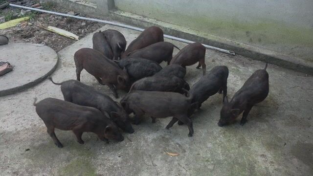Heo rừng lai Củ Chi 5.6-7.8kg. Mua bán Thú cưng khác tại Huyện Củ Chi Tp Hồ Chí Minh được đăng bởi tâm hình 1