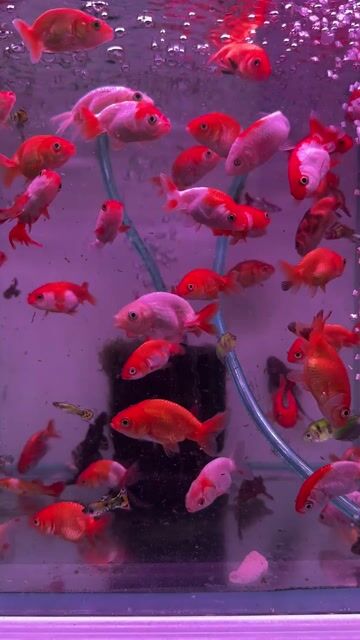 Cá Ranchu mini Đỏ trắng Khỏe mạnh. Mua bán Thú cưng khác tại Quận Tân Bình Tp Hồ Chí Minh được đăng bởi Ng Bảo Phúc hình 1