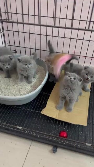 Mèo Anh lông ngắn Xám xanh hơn 2 tháng. Mua bán Mèo tại Quận 6 Tp Hồ Chí Minh được đăng bởi Cún nhỏ Sài Gòn hình 1