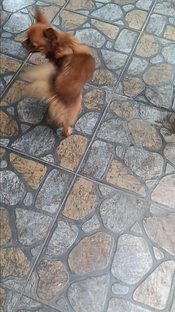 Bán chó chihuahua. Mua bán Chó tại Thành phố Thủ Dầu Một Bình Dương được đăng bởi Hồng hình 1