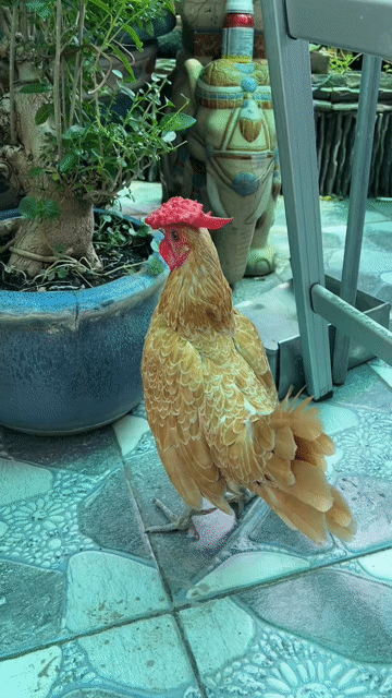 Gà Trống Vảy Cá Mồng Dâu Nuôi Cảnh.. Mua bán Gà tại Quận 8 Tp Hồ Chí Minh được đăng bởi Huỳnh Trang hình 1