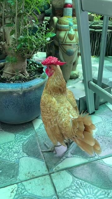 Gà Trống Vảy Cá Mồng Dâu Nuôi Cảnh.. Mua bán Gà tại Quận 8 Tp Hồ Chí Minh được đăng bởi Huỳnh Trang hình 1