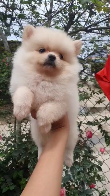 Chó Phốc Sóc đực 45 ngày tuổi. Mua bán Chó tại Thành phố Pleiku Gia Lai được đăng bởi Hoang Nguyen Trong Anh hình 1