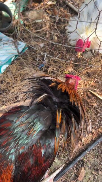 Gà chọi Đực 2.5kg. Mua bán Gà tại Huyện Cái Bè Tiền Giang được đăng bởi Phat Diamond hình 1