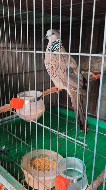 Chim cu gáy Thái Thổ bầu đang sinh sản. Mua bán Chim tại Huyện Hóc Môn Tp Hồ Chí Minh được đăng bởi Hiếu hình 1