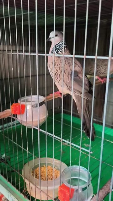 Chim cu gáy Thái Thổ bầu đang sinh sản. Mua bán Chim tại Huyện Hóc Môn Tp Hồ Chí Minh được đăng bởi Hiếu hình 1