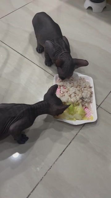 Mèo Sphynx đực không lông đã chích 1 mũi. Mua bán Mèo tại Thành phố Dĩ An Bình Dương được đăng bởi Bích Huệ hình 1