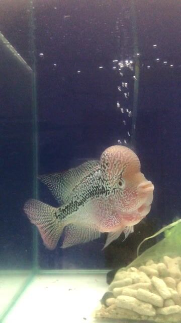 Cá La Hán F2 Đầu bự. Mua bán Thú cưng khác tại Quận 7 Tp Hồ Chí Minh được đăng bởi Nguyen Quang hình 1
