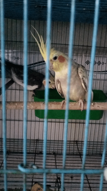 Vẹt Cockatiel trống mái tuổi sinh sản. Mua bán Chim tại Thành phố Thủ Đức Tp Hồ Chí Minh được đăng bởi trân thanh huy hình 1