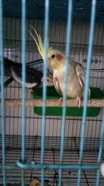 Vẹt Cockatiel trống mái tuổi sinh sản. Mua bán Chim tại Thành phố Thủ Đức Tp Hồ Chí Minh được đăng bởi trân thanh huy hình 1