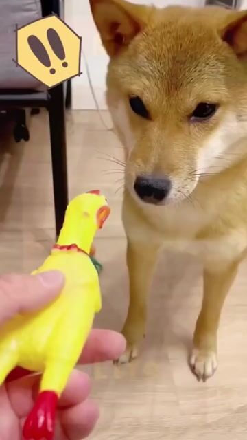 🐔 GÀ BÓP KÊU GIÚP XUA TAN CĂNG THẲNG GIẢM STRESS. Mua bán Sở thích khác tại Quận Ninh Kiều Cần Thơ được đăng bởi Văn Long hình 1