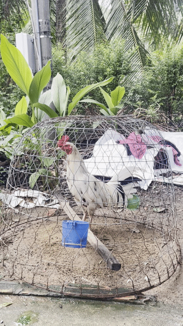 Gà tơ Trắng Đực 3.2kg. Mua bán Gà tại Huyện Thạnh Phú Bến Tre được đăng bởi Nguyen Hiep hình 1