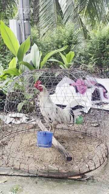 Gà tơ Trắng Đực 3.2kg. Mua bán Gà tại Huyện Thạnh Phú Bến Tre được đăng bởi Nguyen Hiep hình 1