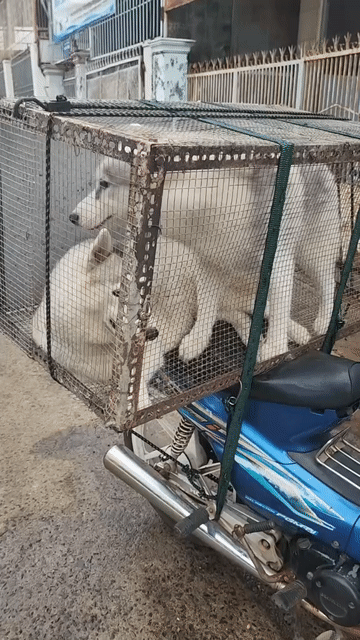 Chó Husky cái dưới 1 tuổi đã tiêm. Mua bán Chó tại Thành phố Buôn Ma Thuột Đắk Lắk được đăng bởi Tên chưa cung cấp hình 1