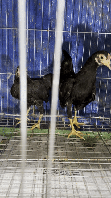 Gà tre đen khỏe mạnh. Mua bán Gà tại Quận 6 Tp Hồ Chí Minh được đăng bởi Dan choi ga kieng hình 1
