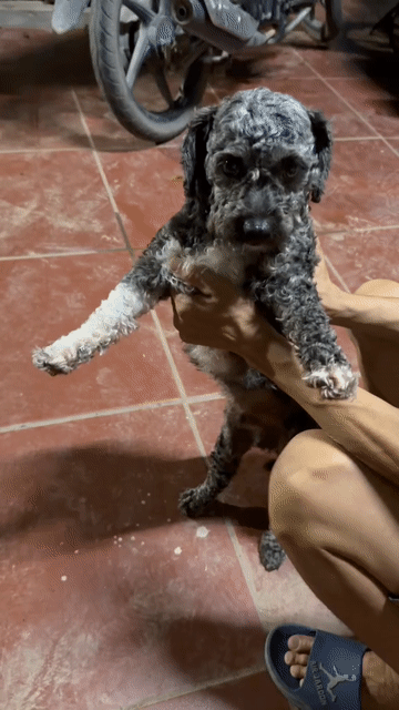 Chó Poodle Đen trắng Thông minh. Mua bán Chó tại Quận Cầu Giấy Hà Nội được đăng bởi Hanh Dang hình 1
