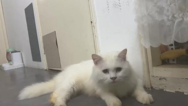 bé mèo anh lông dài đực đã triệt sản. Mua bán Mèo tại Quận Bình Thạnh Tp Hồ Chí Minh được đăng bởi phú nguyễn hình 1