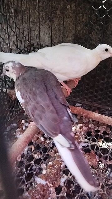 1 cặp cu thái bông. sài gòn bao síp.. Mua bán Chim tại Huyện Củ Chi Tp Hồ Chí Minh được đăng bởi anh anh cu gáy hình 1