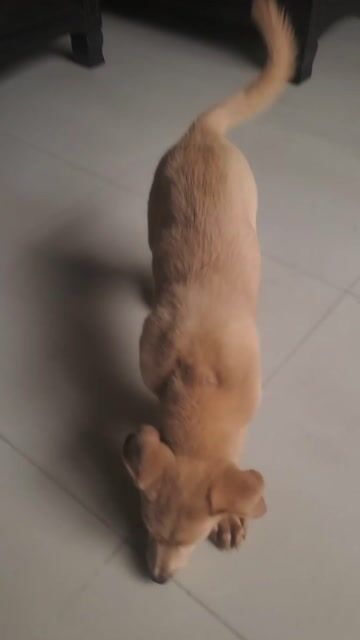 Chó Labrador vàng 2 tháng tuổi. Mua bán Chó tại Quận Ngô Quyền Hải Phòng được đăng bởi tuan hình 1