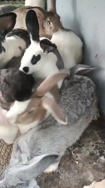 Thỏ thịt 2.3-2.8kg Đa dạng. Mua bán Thú cưng khác tại Huyện Hoài Đức Hà Nội được đăng bởi Tên chưa cung cấp hình 1