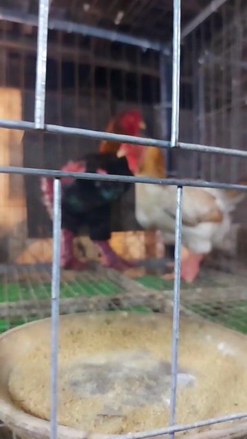Trống đông tảo 3,4_3,7kg