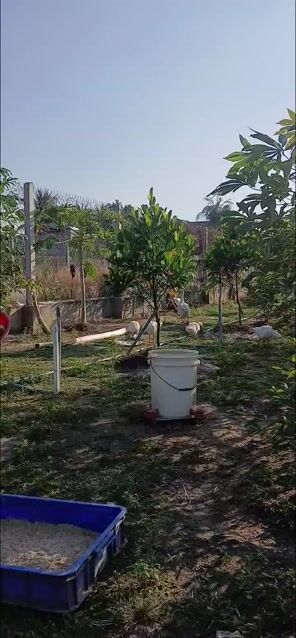 Ngỗng Trắng Khỏe Mạnh. Mua bán Thú cưng khác tại Huyện Dương Minh Châu Tây Ninh được đăng bởi Anh Tài hình 1