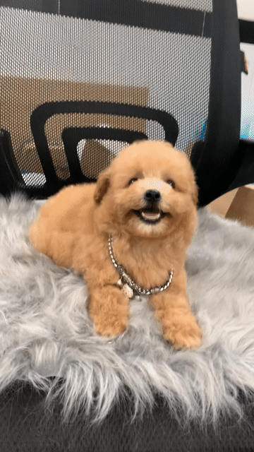 Chó Poodle Tiny Cái Vàng mơ đã tiêm. Mua bán Chó tại Quận 7 Tp Hồ Chí Minh được đăng bởi SHOP PET NẮNG BÌNH DƯƠNG  hình 1